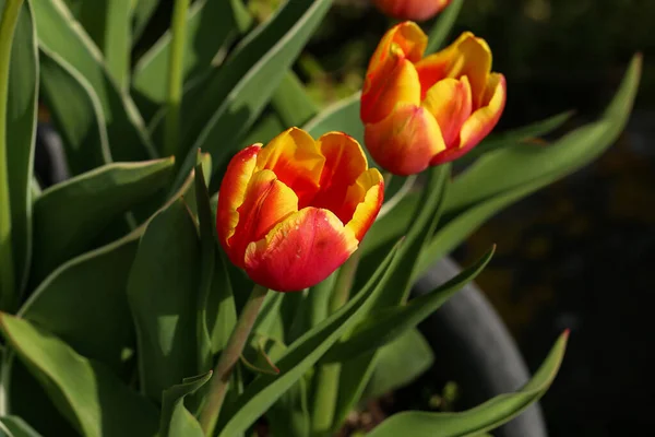 Belle Floraison Tulipes Rouges Printemps Gros Plan — Photo