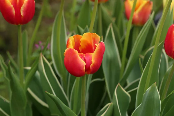 Beautiful Blooming Red Tulips Spring Closeup — Stock Photo, Image