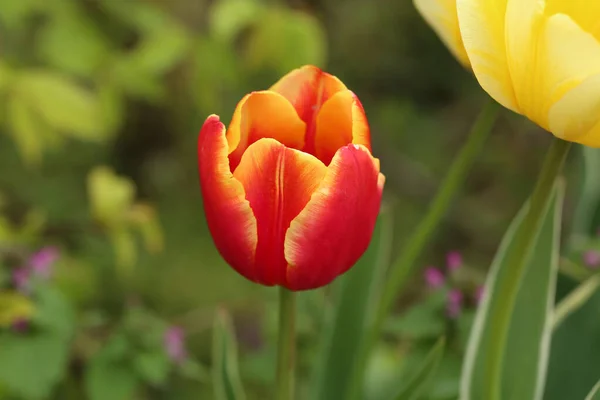 Belle Floraison Tulipes Rouges Printemps Gros Plan — Photo