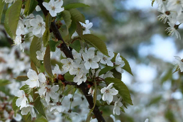 Flowers Fruit Trees Spring Day — Stock Photo, Image