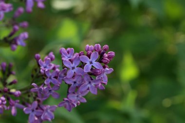 Yaprakların arka planında bir dal leylak çiçeği