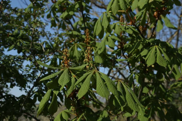 Premier Marron Vert Laisse Des Branches Feuille Printanière Fleurie Châtaignier — Photo