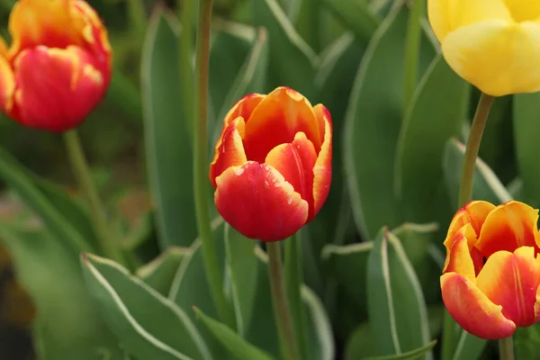 Красиві Квітучі Червоні Тюльпани Навесні Крупним Планом — стокове фото
