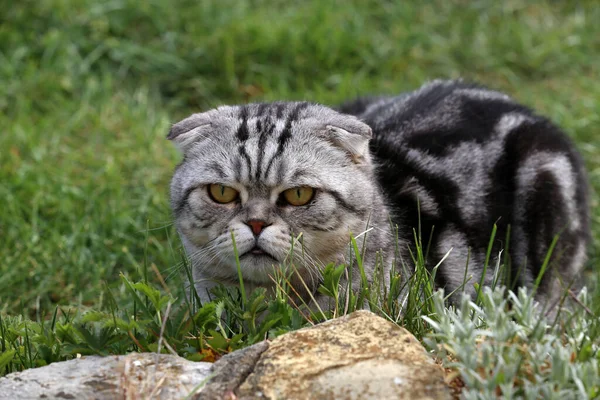 Ngiliz Shorthair Kedisi Güzel Evcil Kedi Yeşil Çimlerde Oturuyor — Stok fotoğraf