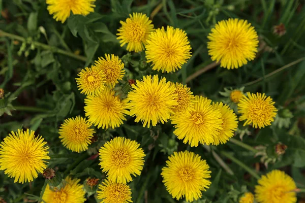 Leuchtende Blüten Löwenzahn Auf Dem Hintergrund Der Grünen Frühlingswiesen — Stockfoto