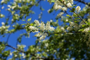 Arkaplanı bulanık yeşil yapraklı bir dalda kuş kirazı çiçek açmış.