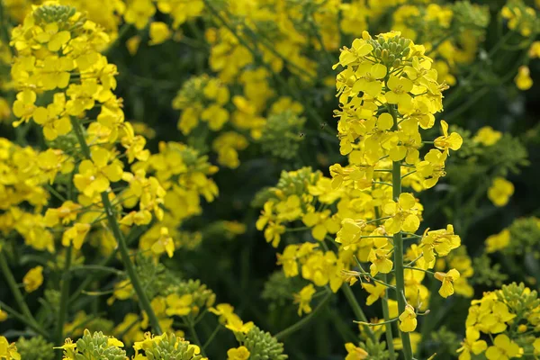 Raps Field Odlade Färgglada Raps Fält Tyskland — Stockfoto