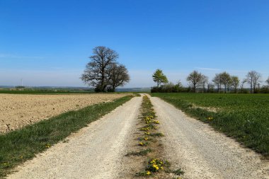 Yeşil tarlaları ve çayırları olan bahar manzarası.