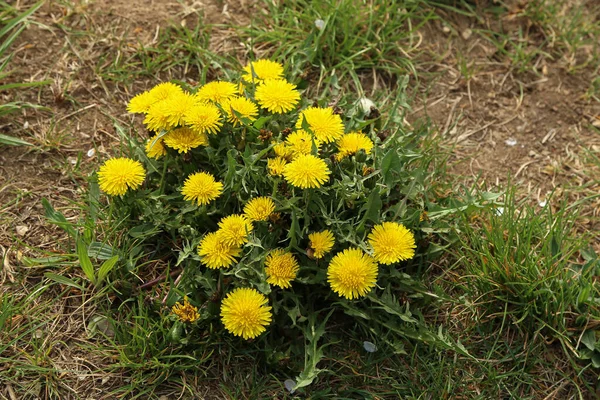 緑の春の牧草地を背景に明るい花のタンポポ — ストック写真