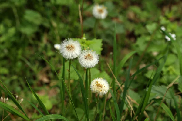 Vervaagde Paardebloemen Een Achtergrond Van Fel Groen Gras — Stockfoto