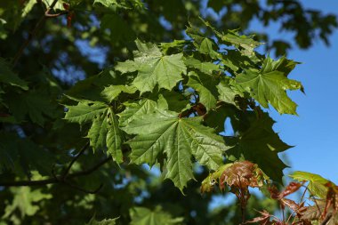 Mavi gökyüzünde yeşil akçaağaç yaprakları