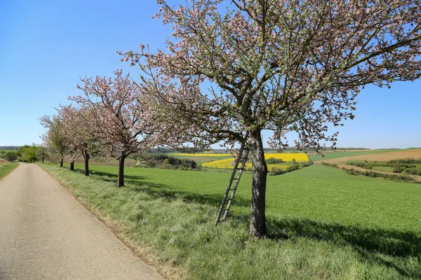 Blühende Apfelbäume Wegesrand Frühling — Stockfoto