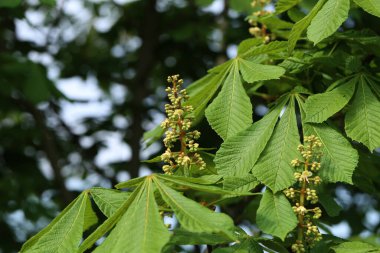 İlk yeşil kestane dalları bırakır. Kestanenin çiçek açan bahar yaprağı.