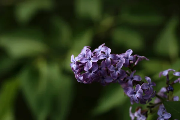 Ramo Fiori Lilla Con Foglie — Foto Stock