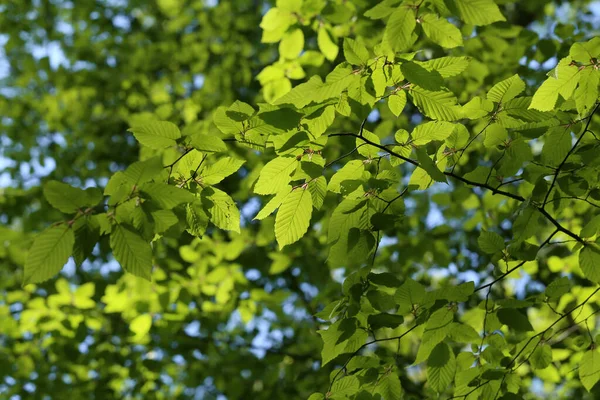 Jovens Folhas Verdes Floresta Primavera — Fotografia de Stock