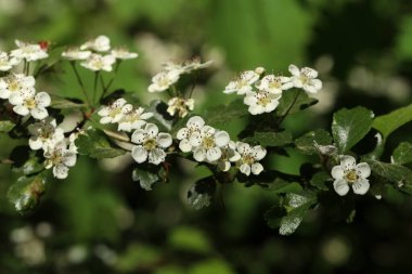 Bir bahar günü meyve ağaçlarının çiçekleri.