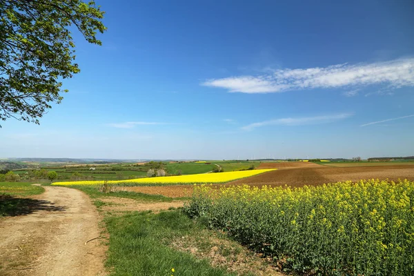 Wiosenny Krajobraz Kultywowane Kolorowe Pole Rapu Niemczech — Zdjęcie stockowe
