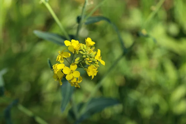 Rapsblomma Isolerad Med Fält Bakgrunden — Stockfoto