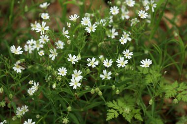 İlkbaharda ormanda küçük beyaz çiçekler açar.