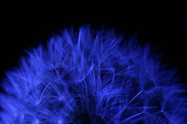Mavi ışıkla aydınlatılmış bir karahindiba çiçeği topu üfle.