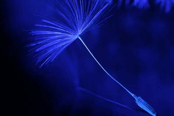 Dandelion Seeds Backlit Blue Black Background — Stock Photo, Image