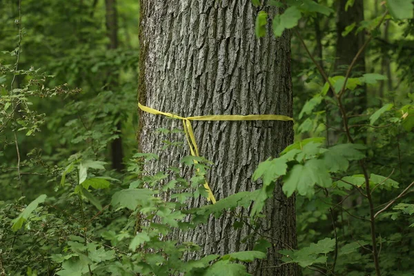 Trunk Tree Forest Tied Yellow Ribbon — Stock Photo, Image