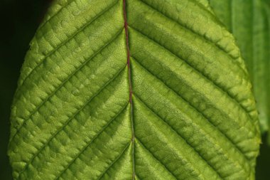 Kaburgalı yeşil bir yaprağın yakın çekimi.