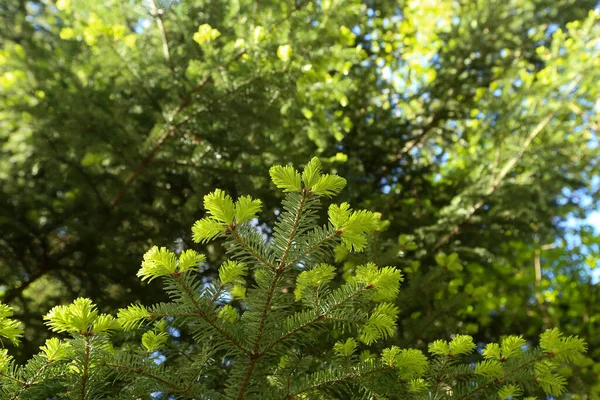 Young Shoots Fir Branch Forest — Stock Photo, Image