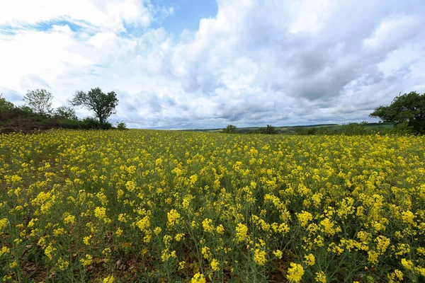 Frühlingslandschaft Kultiviertes Buntes Rapsfeld Deutschland — Stockfoto