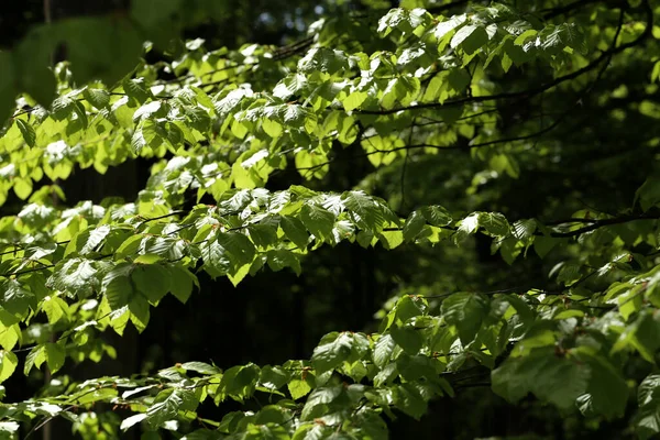 Молодые Зеленые Листья Лесу Весной — стоковое фото