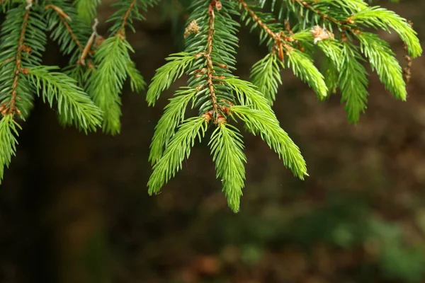 Young shoots on a fir branch in the forest. — Stock Image Young Shoots Fir Branch Forest Royalty Free Stock Photos