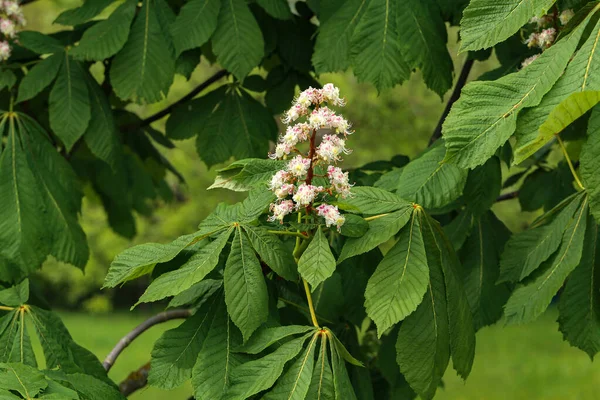 First Green Chestnut Leaves Branches Blossoming Spring Leaf Chestnut — Stock Photo, Image