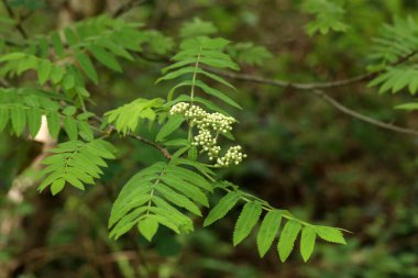Yeşil arkaplanlı Rowan şubesi.