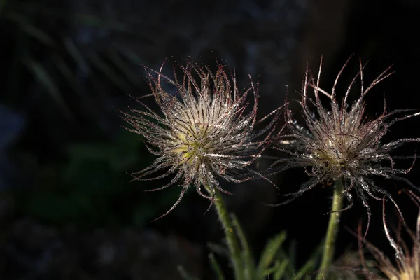 Detalj Pasque Blomma Med Dagg Droppar Efter Blommande Pulsatilla Pratensis — Stockfoto