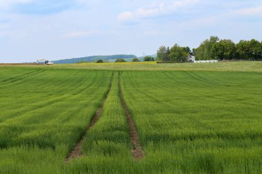 Kış buğday tarlasıyla ilkbahar manzarası