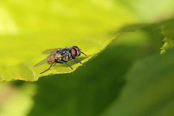 Garden Fly Resting Leaf — Stock Photo, Image