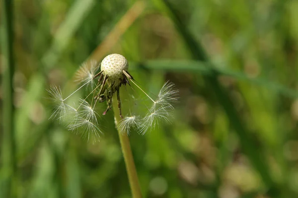 Pissenlit graines blanches gros plan sur fond d'herbe floue — Photo