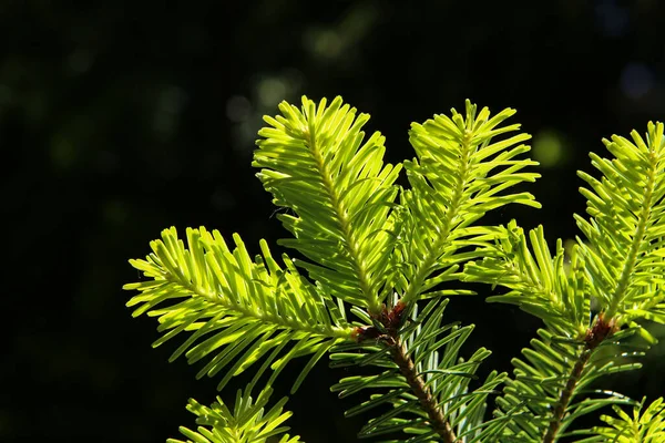 Jeunes pousses sur une branche de sapin dans la forêt — Photo