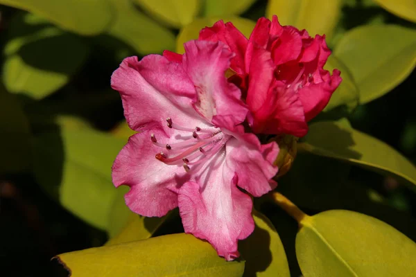 Rododendron Kwitnące Kwiaty Wiosennym Ogrodzie Piękny Różowy Rododendron Zbliżenie — Zdjęcie stockowe