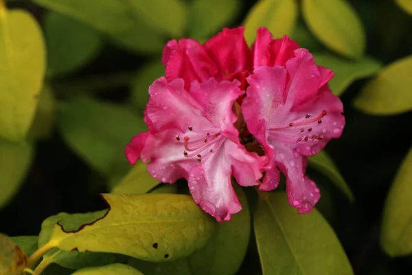 Rododendron Kwitnące Kwiaty Wiosennym Ogrodzie — Zdjęcie stockowe