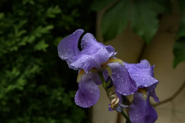 雨后的虹膜被水滴覆盖 — 图库照片