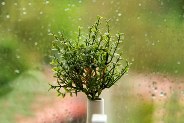 Dekorative Zimmerpflanze Steht Hintergrund Des Fensters — Stockfoto