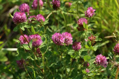 Bulanık yeşil çayır arka planında Yonca çiçekleri.