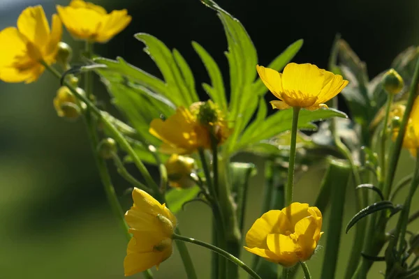 Wilde Bloemen Een Wazig Groene Weide Achtergrond — Stockfoto