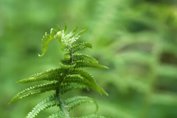 Дикие Молодые Побеги Папоротника Pteridium Aquilinum — стоковое фото