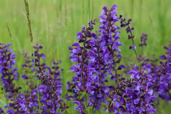 Fleurs Sauvages Sur Fond Prairie Vert Flou — Photo