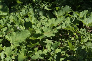Ormanda geniş ve büyük yeşil yapraklar.