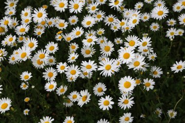 Bellis perennis. Çayırda bir grup beyaz papatya.
