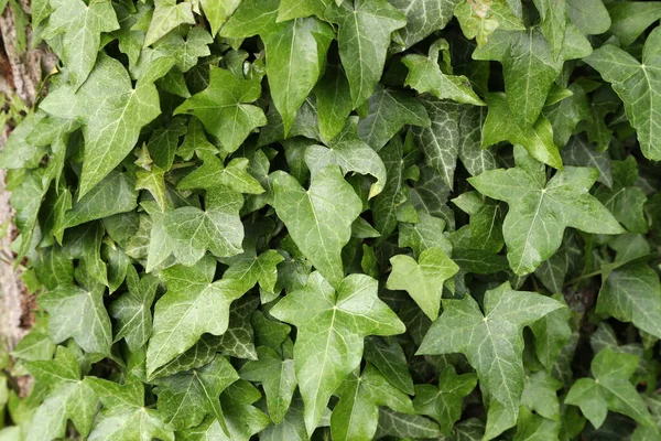 Gros Plan Des Feuilles Lierre Devenant Épaisses Sur Mur — Photo