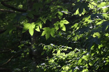 Genç yeşil yapraklar baharda ormanda.